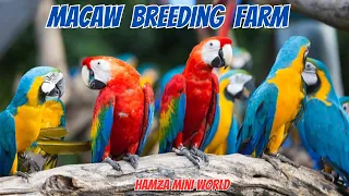 Macaw Breeding Farm || Scarlet, Red, Blue Gold & Green Wing