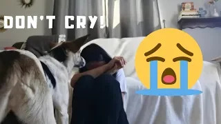 Dog Reaction to me Crying - PRANK First time (BEST REACTION EVER)