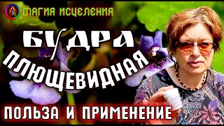 Будра плющевидная, польза и применение | Трава Будра лечебные свойства, фитотерапия