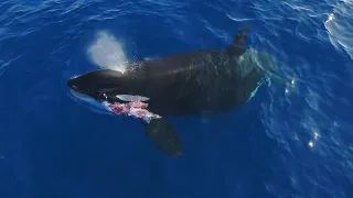 Orcas hunting dolphins in San Diego!