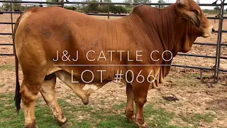 J&J Cattle Co-Lot #066 Red Brahman