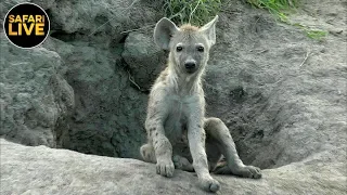 safariLIVE - Sunset Safari - February 24, 2019