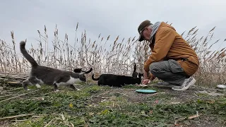 Stray kittens living in the reeds on the lakeshore dine on canned meat