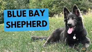 Blue Bay Shepherd - TOP 10 Interesting Facts