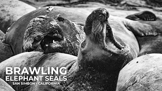 Brawling Elephant Seals on California Beach | San Simeon