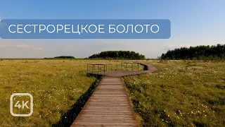 Прогулка по экотропе Сестрорецкое болото / A walk along the Sestroretsk swamp ecotrope