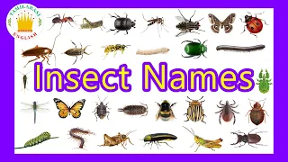 30 Insects Names for Kids in English - Tamilarasi English Vocabulary