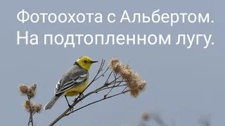 Фотоохота с Альбертом.  На подтопленном лугу.