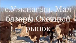 Откорм бычков . с. Узынагаш, скотный рынок. Цены на Быков, бычков