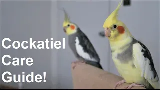 Cockatiel Care Guide | Everything You Need To Know! | BirdNerdSophie