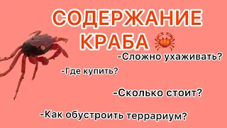 Содержание краба🦀￼-КРАБ