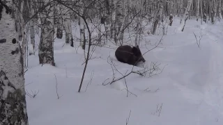 Егерь разговаривает с дикими кабанами.