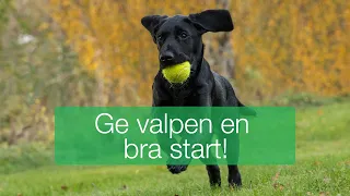 Ge din valp en bra start