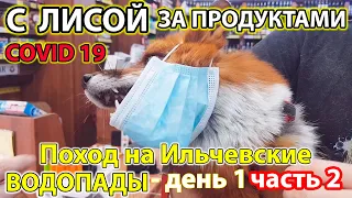 Жизнь с Лисой за продуктами в поход, с лисой на руках в магазин. Маски у всех)) / MIKI THE FOX