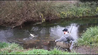 Catching The River Pigs! Barbel and Chub