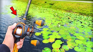 GIANT Bass are LOADED in this SMALL Pond (Bank Fishing)