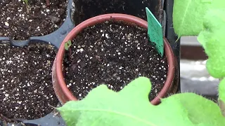 How To Grow Baby Blue Eucalyptus From Seed, Eucalyptus Seed Germination Tips