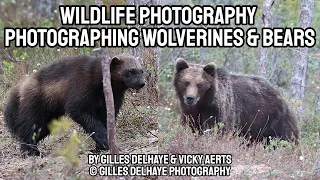 Wildlife Photography - Photographing Wolverines & Bears - SWEDEN