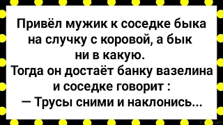 Привел Мужик к Соседке Быка На Случку! Сборник Свежих Анекдотов! Юмор!