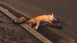 Полуживая лисица лежала на обочине дороги  и тихо скулила, надеясь на спасение. Дальше случилось..