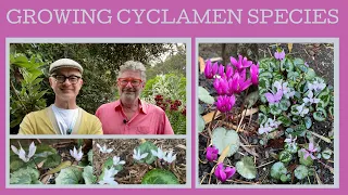 How to grow species Cyclamen: 10 species that give you flowers in every season!