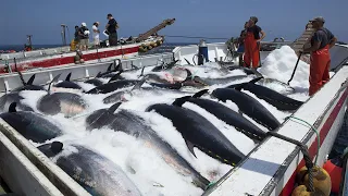 Wow!! Net Fishing Tuna, Giant Bluefin Tuna, Catch Hundred Tons Tuna Fish On Modern Boats