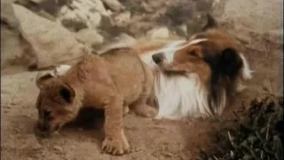 Lassie - Episode #433 - "Interlude of Mercy" - Season 13, Ep. 16  - 01/08/1967