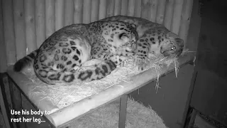 Snow Leopards Are Complete Cuddle Goals