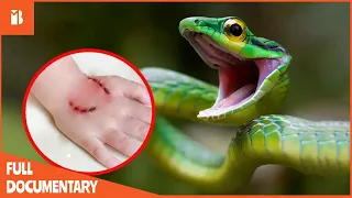 10 Most Venomous Snakes In The World