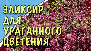 ХВАТИТ МУЧИТЬ КЛЕМАТИСЫ! Пролейте их МОЛОКОМ! Превратятся В МОЩНЫЕ ЛИАНЫ С ЦВЕТАМИ!