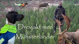 Drevjakt på dovhjort & vildsvin med Münsterländer - Driven hunt for fallow deer & wild boar