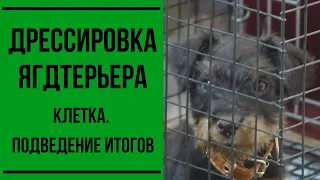 Дрессировка щенка ягдтерьера. Клетка. Подведение итогов