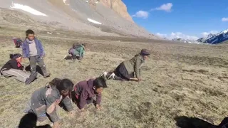 In search of an expensive caterpillar fungus : YARSAGUMBA || Dolpa || Nepal || @Sushi14