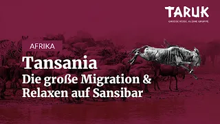 Tansania Reise • Großwildwanderung und Sansibar | Safari in der Serengeti, Ngorongoro und Tarangire