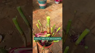 Tips for succulents | 多肉植物 | 다육이들 | Suculentas