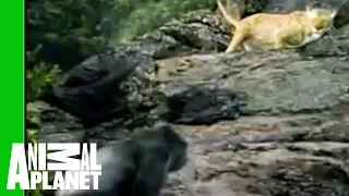 Gorilla vs. Leopard | Animal Face-Off