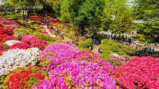 [4K Ultra HD] 根津神社 満開のツツジ Tokyo Nedu-jinja shrine Azalea full bloom