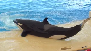 Loro Parque: Orca Ocean Show - Tenerife 2019 - FullHD