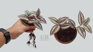 How to propagate wandering jew or inch plant from cutting and care