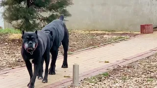 Safety with Cane corso