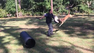 Wild | Long Bite | IPO Protection Dog Training