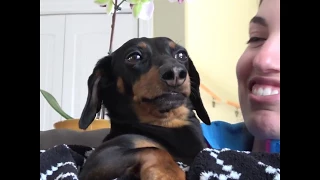 Dachshunds Are the Sweetest: Mother's Day 2017