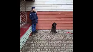 Dogs Trainig! Дрессировка собак на выдержку, команды "сидеть +ждать"!