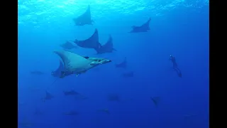 Azores - Freediving with Blue sharks, 40 Mobulas and Whale sharks