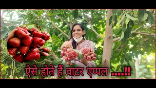 Fresh Water Apples Cutting And Eating In My Garden | Rose Apples | Bell Fruit | वाटर एप्पल