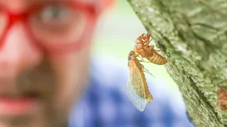 Let's Talk About American 17-Year Cicadas