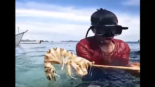 Catching Mantis Shrimp in the Philippines