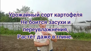 Урожайный сорт картофеля. Не боится засухи и переувлажнения, растёт даже в глине.