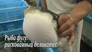 Рыба фугу: рискованный деликатес / Fugu-fish: risky Japanese delicacy / フグ