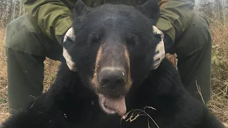 Bear hunting tips and preferred calibers
